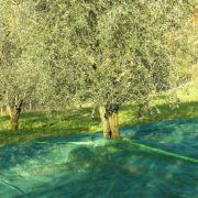 Teli interi olive olio olivo raccolta spremitura Mondoidea Roma Ferramenta Bricolage Fai Da Te Giardinaggio Tassello Occhi