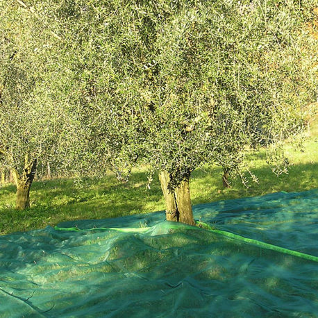 Teli interi olive olio olivo raccolta spremitura Mondoidea Roma Ferramenta Bricolage Fai Da Te Giardinaggio Tassello Occhi